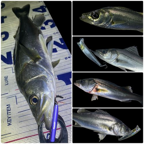 シーバスの釣果