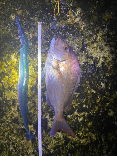 マダイの釣果