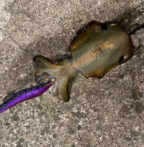アオリイカの釣果