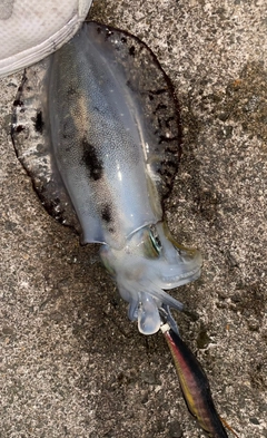アオリイカの釣果