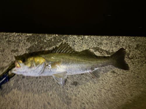 シーバスの釣果