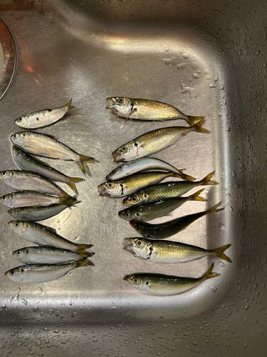 若洲海浜公園海釣り施設