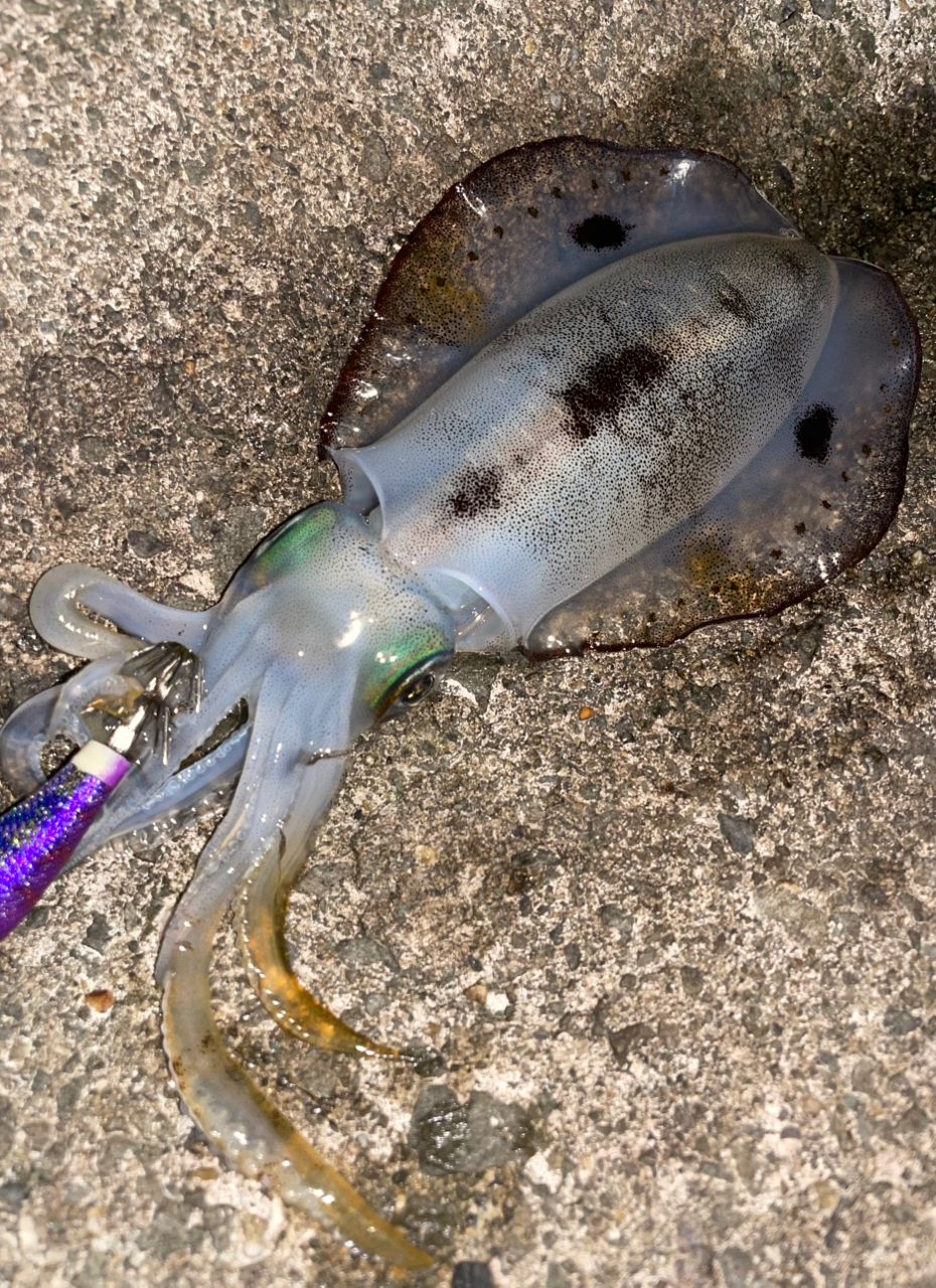 MajorCraft エギゾースト 5G Solid Tip model EZ5-S862Mの最安値