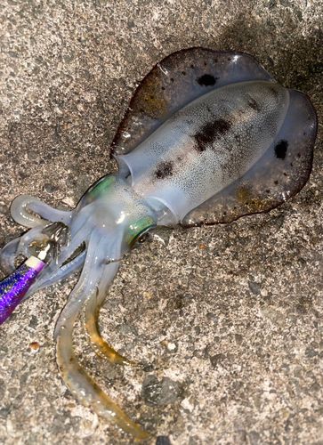 アオリイカの釣果