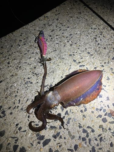 アオリイカの釣果