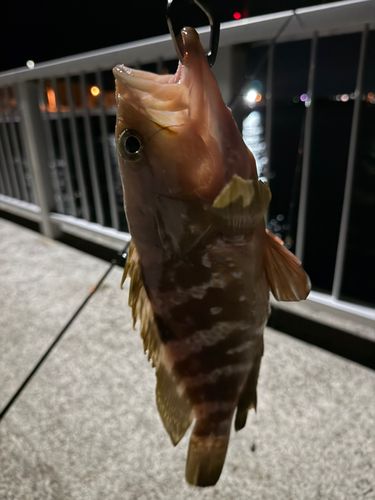 キジハタの釣果