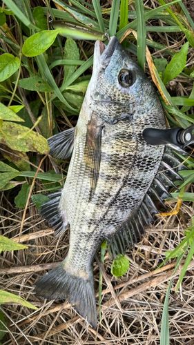 チヌの釣果