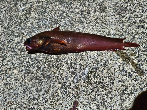 ドンコの釣果