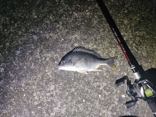 キビレの釣果
