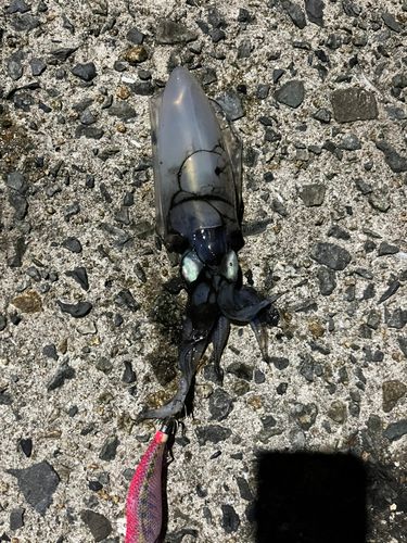 アオリイカの釣果