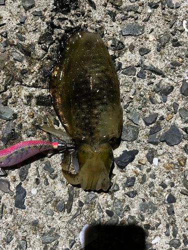 アオリイカの釣果
