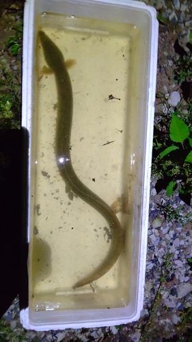 ウナギの釣果