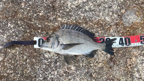 チヌの釣果
