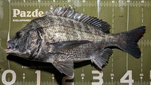クロダイの釣果