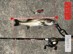 シーバスの釣果