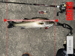 シーバスの釣果