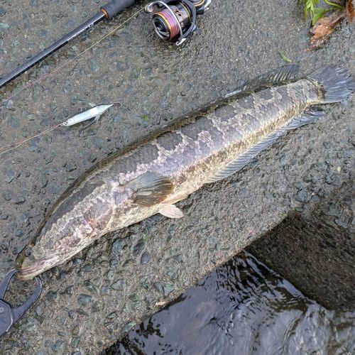 ライギョの釣果