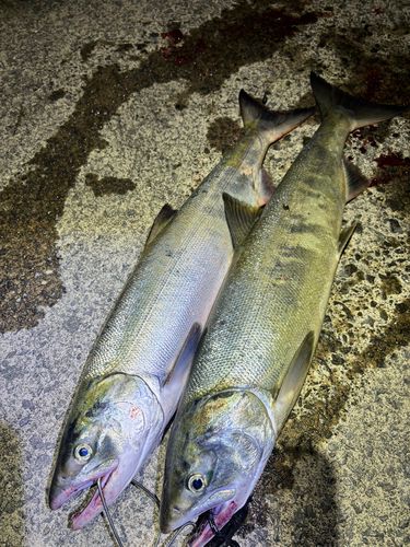 アキアジの釣果