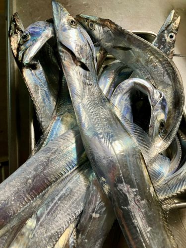 タチウオの釣果