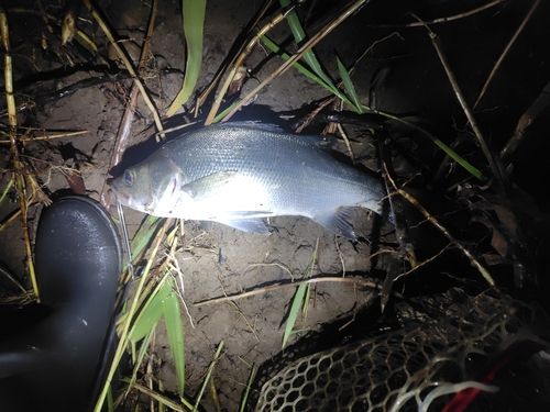 フッコ（マルスズキ）の釣果
