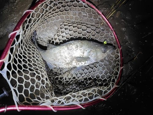 フッコ（ヒラスズキ）の釣果