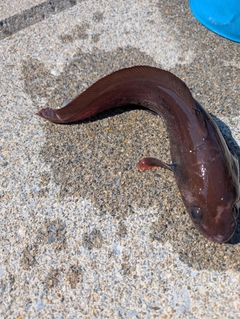 エゾイソアイナメの釣果