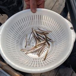 ワカサギ
