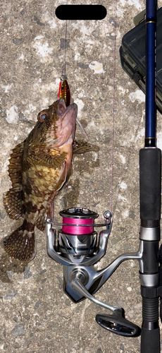 アラカブの釣果