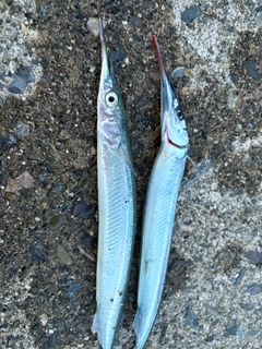 サヨリの釣果
