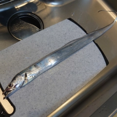 タチウオの釣果