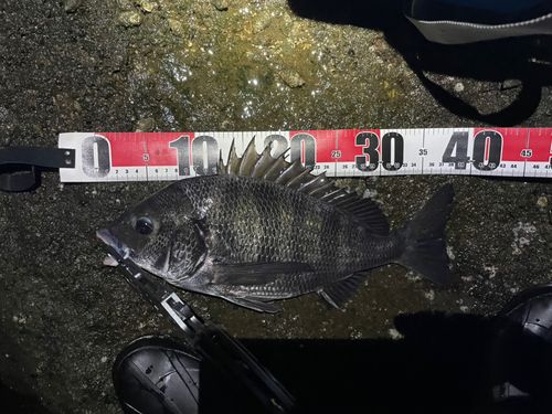 チヌの釣果
