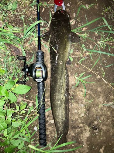ナマズの釣果