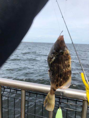 カワハギの釣果