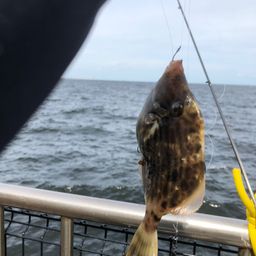 カワハギ