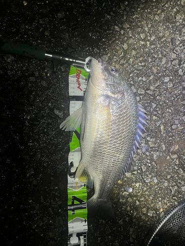 キビレの釣果