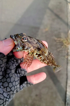 アナハゼの釣果