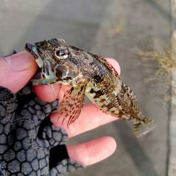 アナハゼ