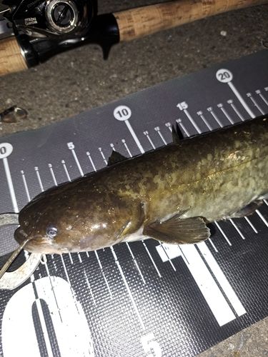 ナマズの釣果
