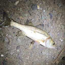 セイゴ（ヒラスズキ）