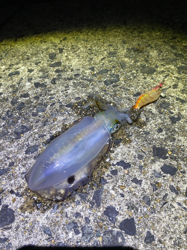 アオリイカの釣果