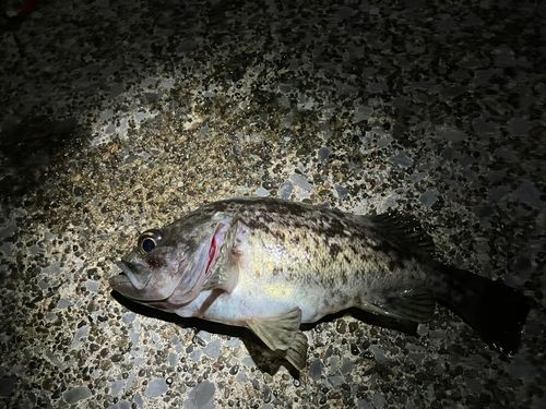 クロソイの釣果