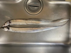 タチウオの釣果