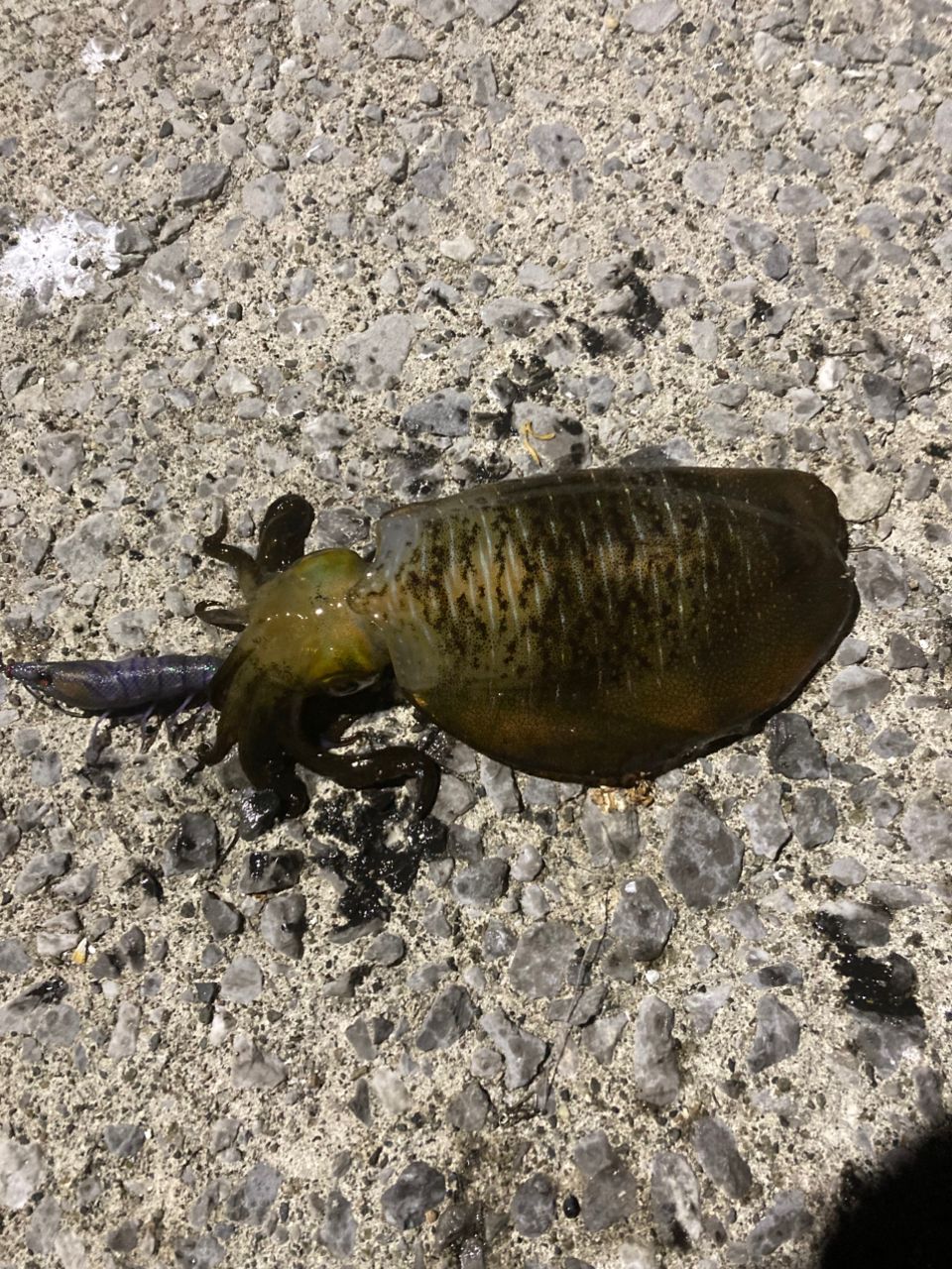 アオリイカ