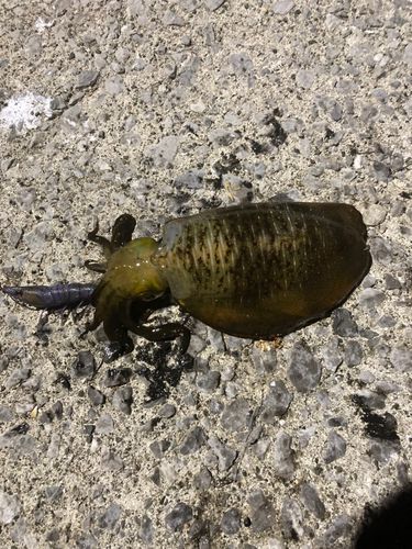 アオリイカの釣果