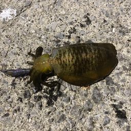 アオリイカ