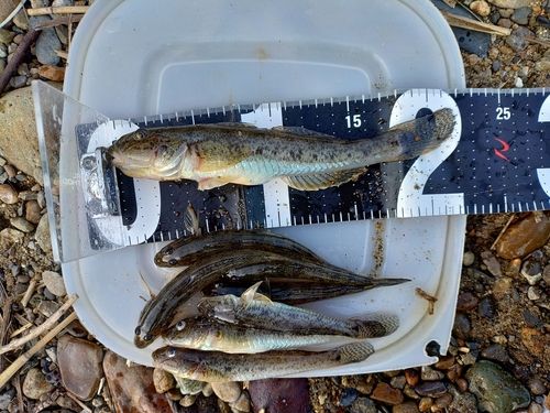 マハゼの釣果