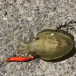 コウイカ