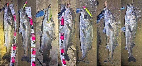 シーバスの釣果