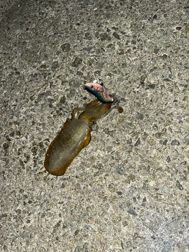 播磨灘