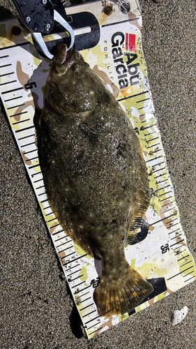 ヒラメの釣果